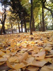 icho 世田谷公園 紅葉 よしじ