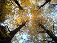 icho2 世田谷公園銀杏の木