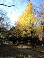 世田谷公園銀杏の木