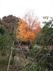 世田谷公園　紅葉